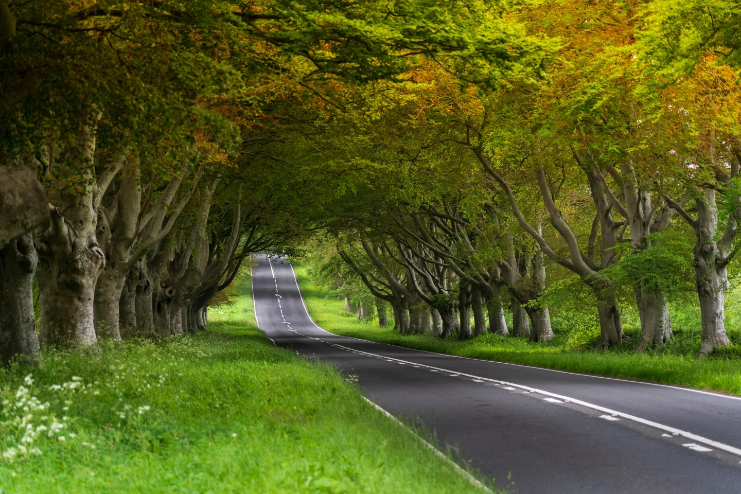 A picturesque paved straight road, cutting through a beautiful green and yellow forest of trees.